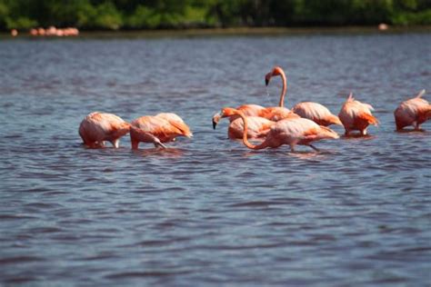 Celestun Wildlife Refuge (Yucatan Peninsula) - 2021 All You Need to Know BEFORE You Go (with ...