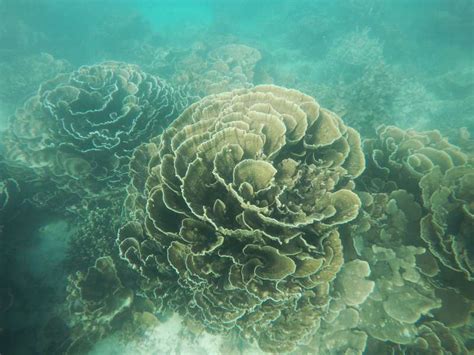 The Travelling Lindfields: Is snorkeling on Ningaloo Reef overrated?