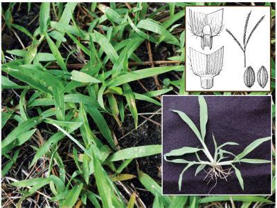 What Does Crabgrass Look Like - What is Crabgrass | Crabgrass Identification Gui