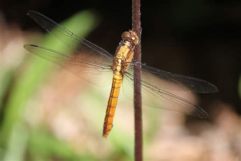 Dragonfly On The Stick Free Stock Photo - Public Domain Pictures