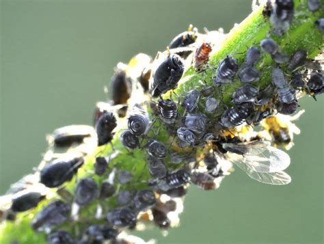 Tiny Black Bugs On Plants Outside - Plant Ideas