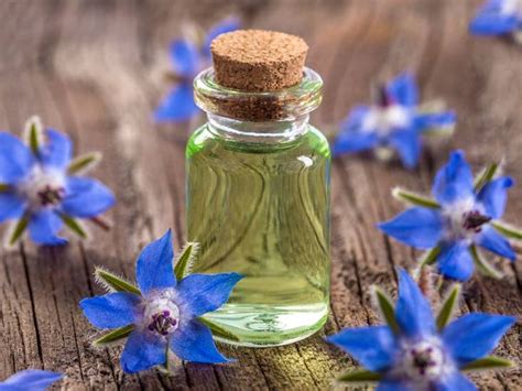 Borage Seed Oil - Indian Farmer Land - Essential Oil Manufacturers and ...