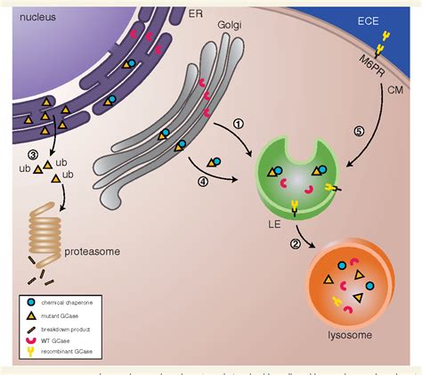 Figure 3 from Glucocerebrosidase is shaking up the synucleinopathies. | Semantic Scholar