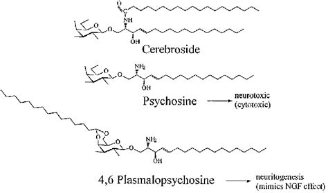 Structures of cerebroside (-galactosylceramide), psychosine... | Download Scientific Diagram