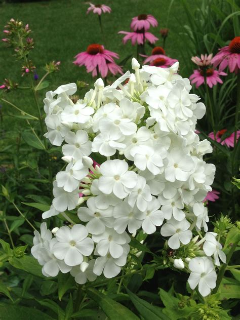 Carolina phlox -- aka Miss Lingard. Lovely yellow centers and powdery mildew resistant! Powdery ...