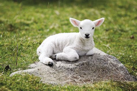 Baby Sheep Wallpapers - Wallpaper Cave