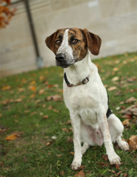 Baxter - German Pointer mix