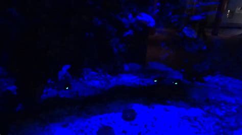 Flashlight Fish @ Dallas World Aquarium [HQ] - YouTube