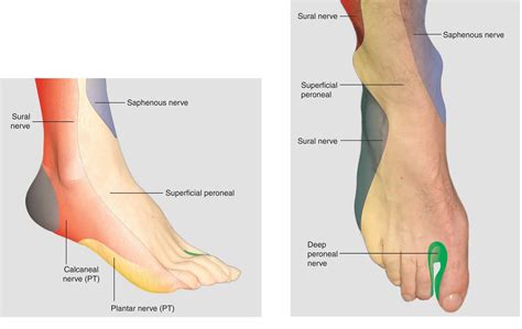 Ankle Block - Hadzic's Peripheral Nerve Blocks and Anatomy for Ultrasound-Guided Regional ...