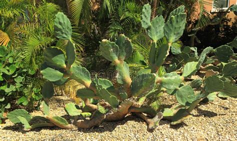 Wonderful Green Plants. Nature Landscape of Aruba Island Stock Photo - Image of healthy, bloom ...