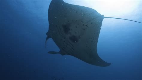 Manta Ray Facts - Great Barrier Reef Foundation - Great Barrier Reef ...