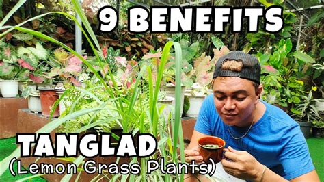 9 BENEFITS OF GROWING TANGLAD (LEMON GRASS PLANTS) AT HOME | LIFESTYLE & HEALTH - YouTube