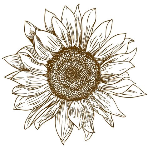 Vintage Sunflower Drawing