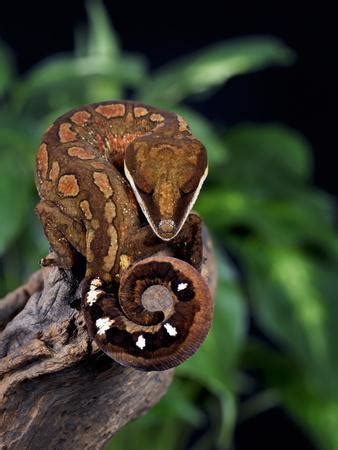 This sleek little wonder is the cat-lover’s gecko - Australian Geographic