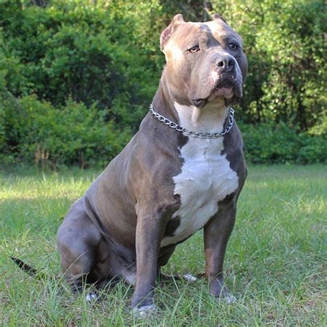 FSB's Zeus The Bully - Retired ⋆ Florida State Bullys