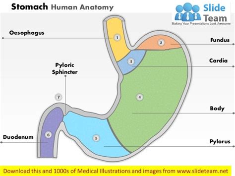 Stomach human anatomy medical images for power point