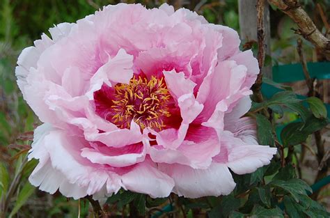 saltbox treasures: Pretty Pink Peonies