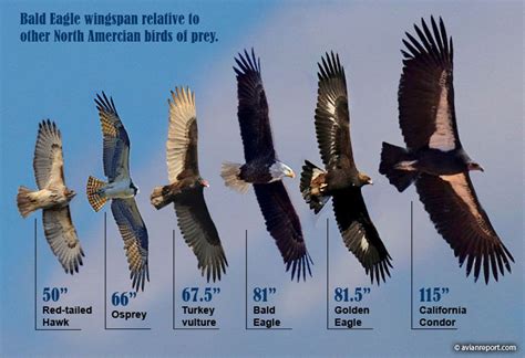 The Bald Eagle Wingspan: How does it compare to other Birds of Prey? - Avian Report