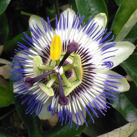 Passion Flower Seeds | Passiflora Vines