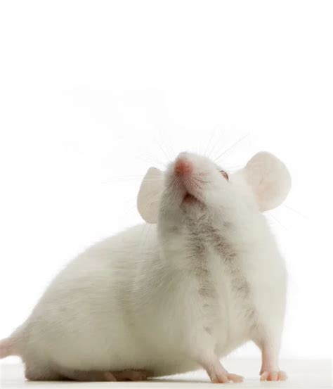 White Mouse — Stock Photo © lifeonwhite #10861914