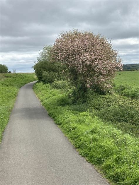 Apple tree by Exe Valley Way near Exeter... © David Smith cc-by-sa/2.0 :: Geograph Britain and ...