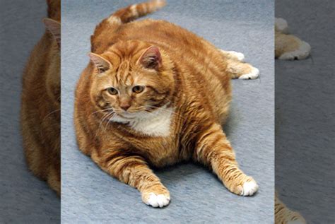 Obesity in Animals – PRIME ANIMAL HOSPITAL