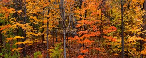 Vermont Countryside Road during Autumn Stock Photo - Image of november, autumn: 14209644