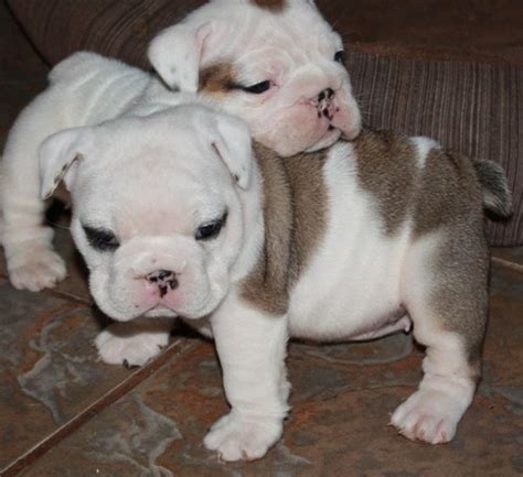 Miniature English Bulldog Puppies For Sale | Glendale, AZ #293306