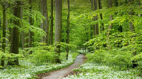 Path through forest with blooming wild garlic, Hainich National Park, Thuringia, Germany ...