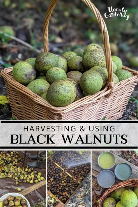 Harvesting & Drying Black Walnuts (+hull & leaf uses!) - Unruly Gardening