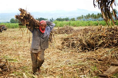 textspin: Sugar Cane Farmers in the Philippines