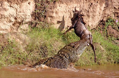 Gustave, o lendário crocodilo assassino do Burundi - MDig