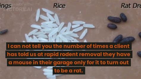 Rat Droppings In Garage | Dandk Organizer