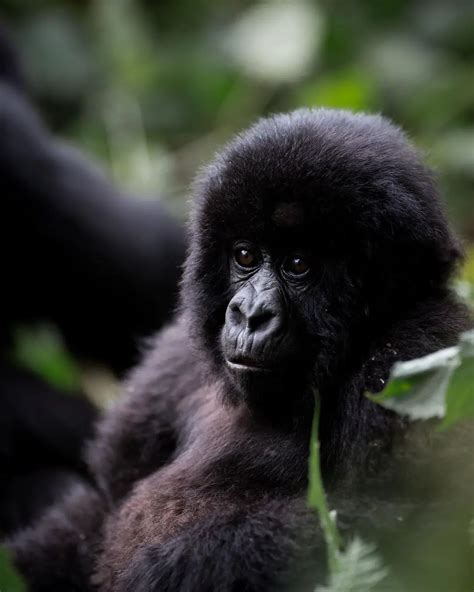 Trekking with the Incredible Mountain Gorillas of Rwanda