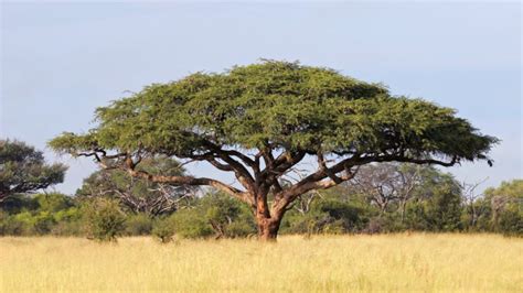 The Ancient Trade Holding Back the Sahara Desert - Urban Forest Dweller