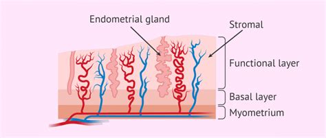 Endometrial changes