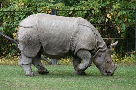 File:Indian Rhino (Rhinoceros unicornis)1 - Relic38.jpg - Wikipedia