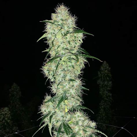 Ghost Train Haze #1 Female Cannabis Seeds by Rare Dankness ...