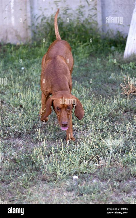 Portrait of a purebred Hungarian Vizsla dog in nature. Beautiful Magyar Vizsla golden rust color ...