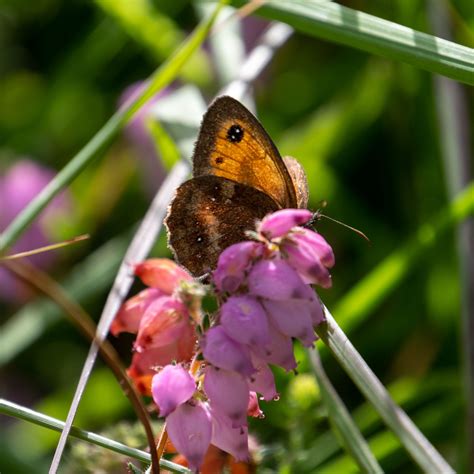 Gatekeeper Butterfly – Eco Ellie