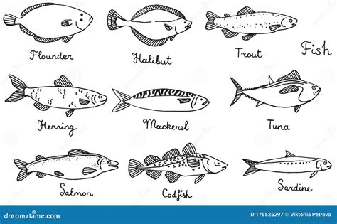 Types of Fish, Hand Drawn Vector Illustration Stock Vector ...