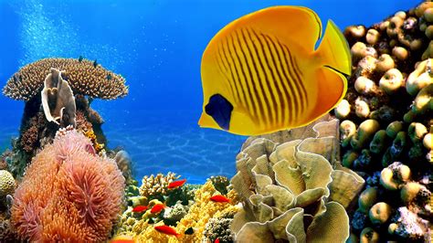 64+ Coral Reef Wallpaper HD