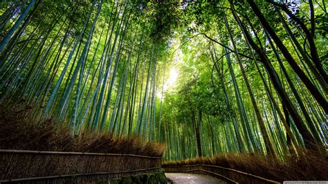 [100+] Bamboo Forest Wallpapers | Wallpapers.com