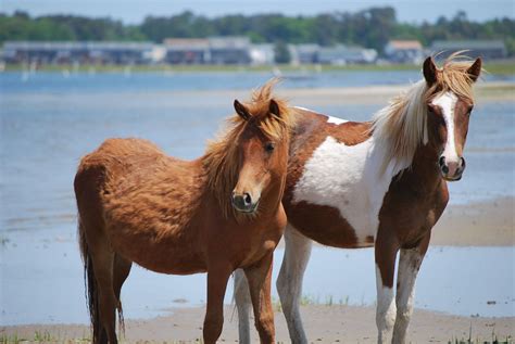 Chincoteague Ponies