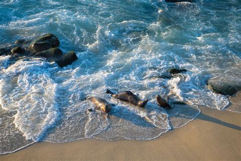 Wild Seals Marine Mammal Animals Swimming in Sea Waves Stock Photo ...