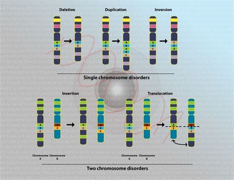 Heterotaxy syndrome: MedlinePlus Genetics