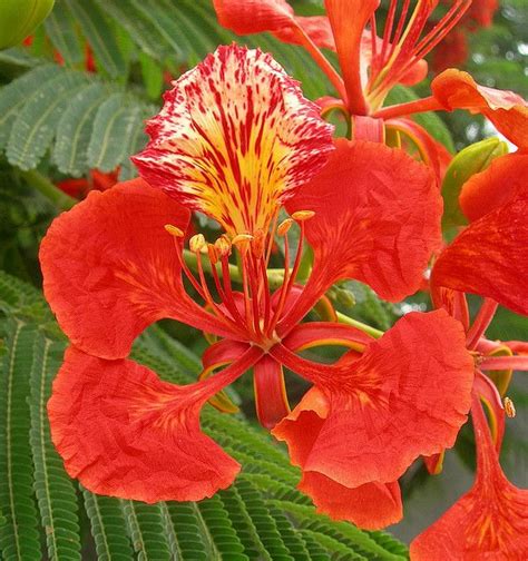 Gulmohar, Delonix Regia, Red Orange Red Krishnachura Plant - Nestreeo.com