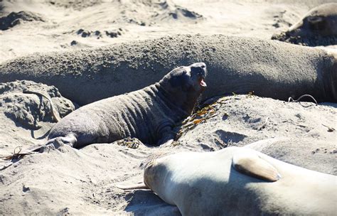 Hard out there for a pup: Newborn elephant seals face daily struggle to ...