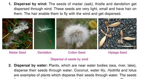 Types Of Seed Dispersal And Examples