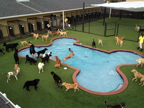 9 Airports With Impressive Animal Boarding Facilities | Pet boarding, Dog boarding kennels, Dog ...